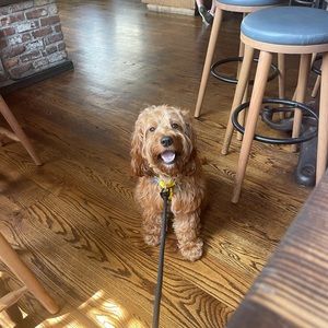 Meet your Posher, Josh